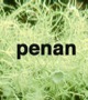 penan